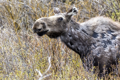 Moose Grand Teton May 2025